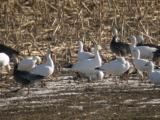 Rosss  Goose