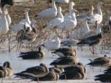 Rosss  Goose