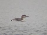 Yellow-billed Loon