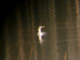 Yellow-billed Loon