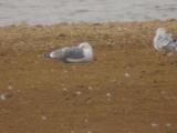 California Gull