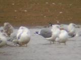 California Gull