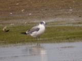 Franklins Gull