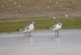 Franklins Gull