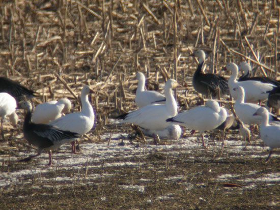 Rosss  Goose