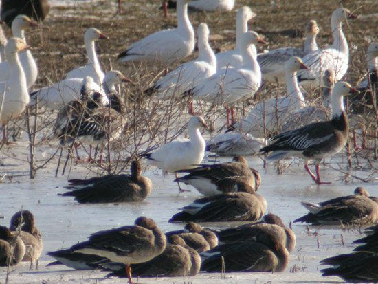 Rosss  Goose