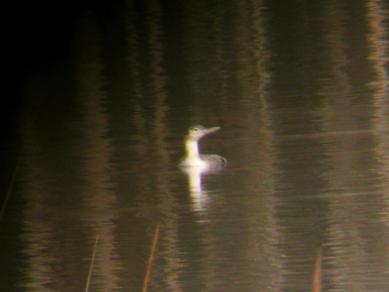 Yellow-billed Loon