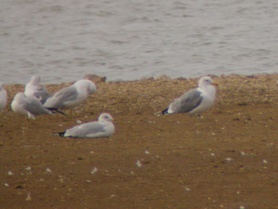 California Gull