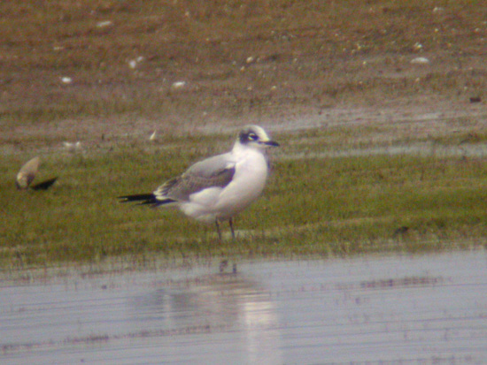 Franklins Gull