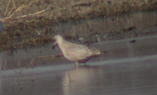 Thayers Gull