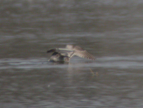 Thayers Gull