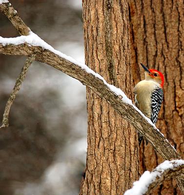 Red Bellied Woodpecker