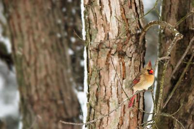Snow-Female-Cardinal.jpg