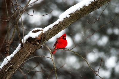 Snow-Male-Cardinal-jpg