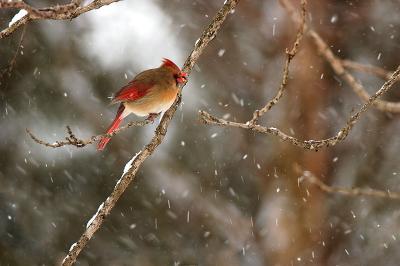 Snow-Lady-Cardinal.jpg