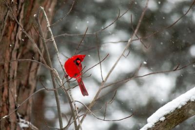 Snow-Cardinal.jpg