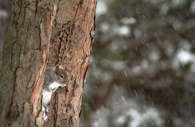 Snow-Squirrel.jpg