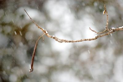 Snow-Branch.jpg