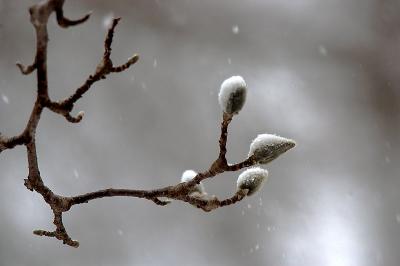 Snow---Magnolia-Tree.jpg