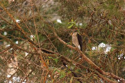 A Coopers Hawk Hunting