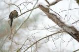 Snow-Mourning-Dove.jpg