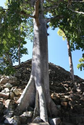 tree growing out of pyramid!