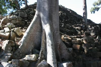 tree growing out of pyramid!