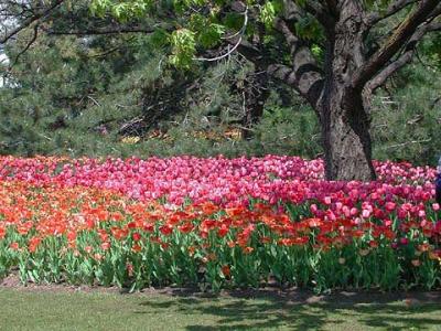 Canadian Tulip Festival 2000 Gallery