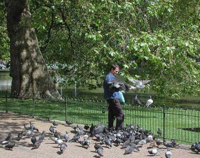 Birdman of London