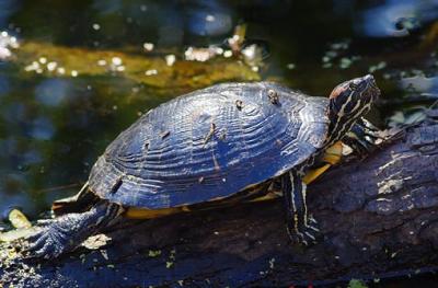 Turtle on a Log 5059