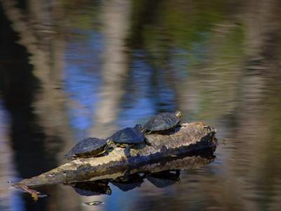 Three Turtles on a Log 5057