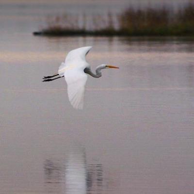 Egret in Flight 4498