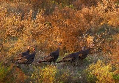 Texas Wild Turkeys