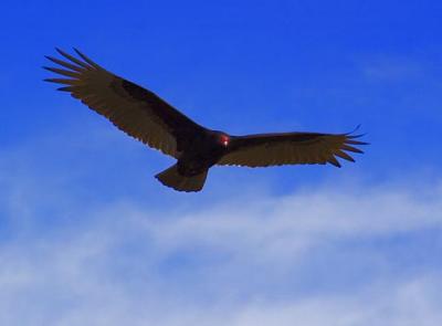 Turkey Vulture 4838