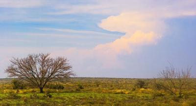 Tree Before an Approaching Storm