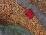 Red Leaf on Pine Needles 5695