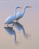 Egrets at Dawn 4519