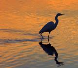 Egret at Dawn 4463