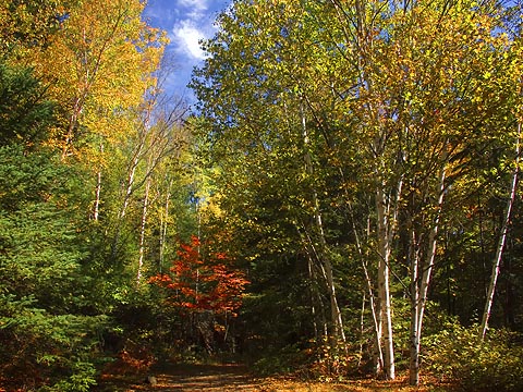 Tower Trail Birches 5894