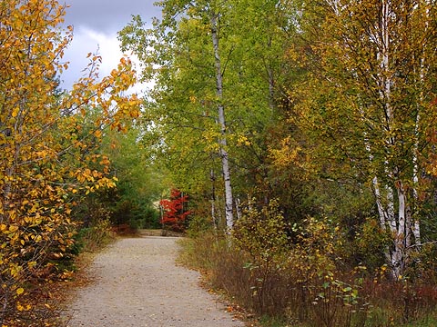 Spruce Bog Pathway 5711