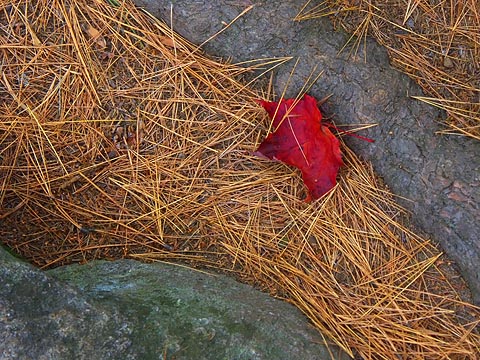 Red Leaf on Pine Needles 5695