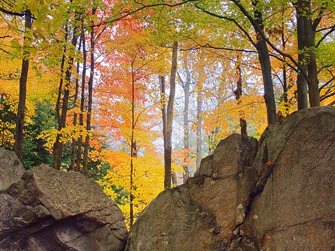 Arrowhead Trees1