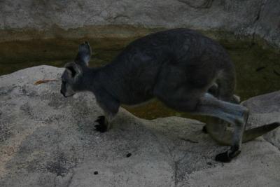 Another wallaby (neat how they walk)