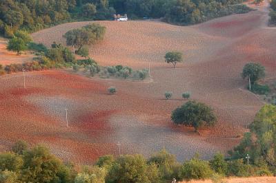 Farmland near Pienza