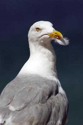 Seagull