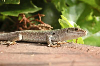 Lizard (assumedly Podarcis muralis)