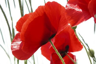 Poppies