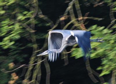 Juvenile Blue Heron in Flight
