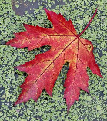 Maple Leaf on Duckweed