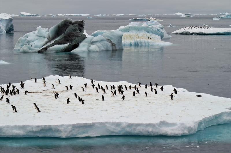 Penguins on Iceberg